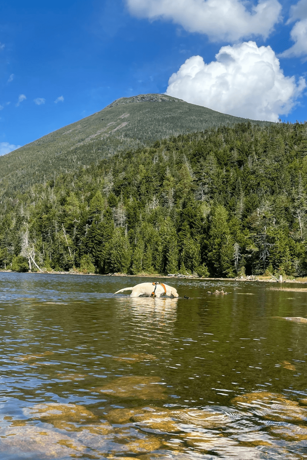 Hiking With Dogs: What to Pack