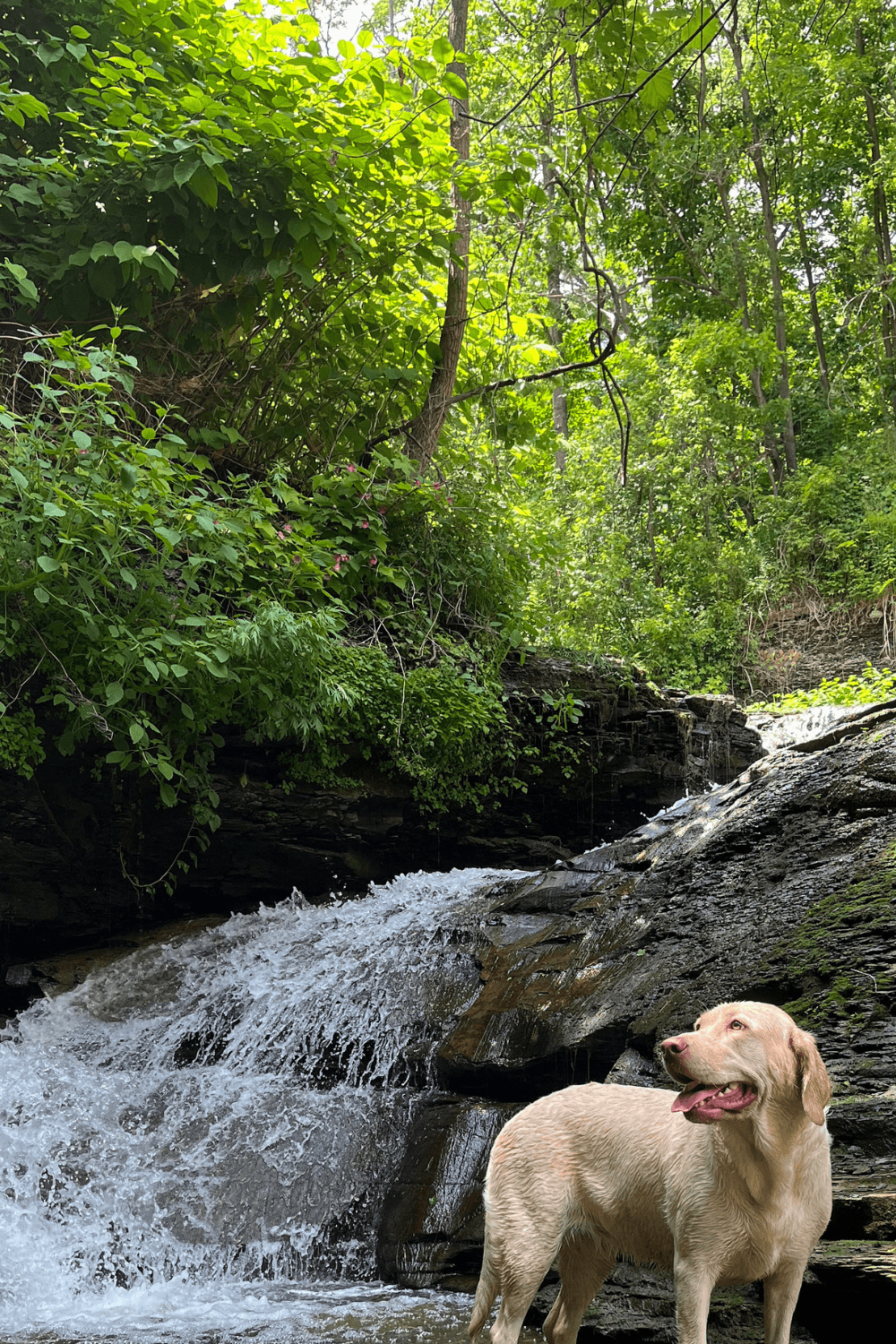 Hiking Gear for Dogs