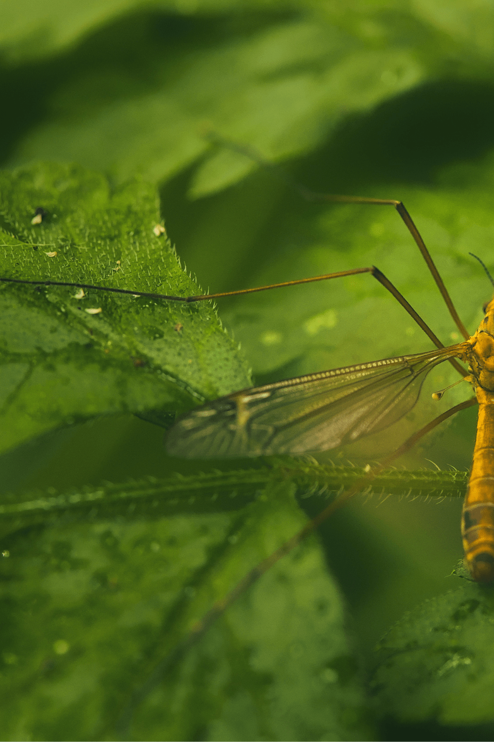 Natural Mosquito Bite Relief